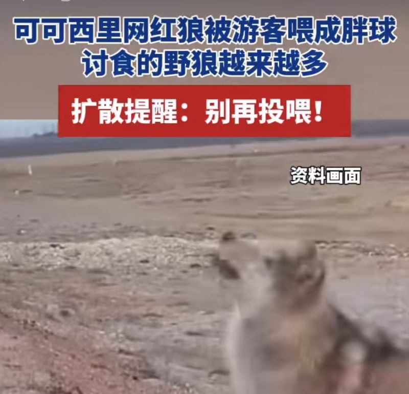 可可西里网红狼已经成“胖球”，真的别再喂了！