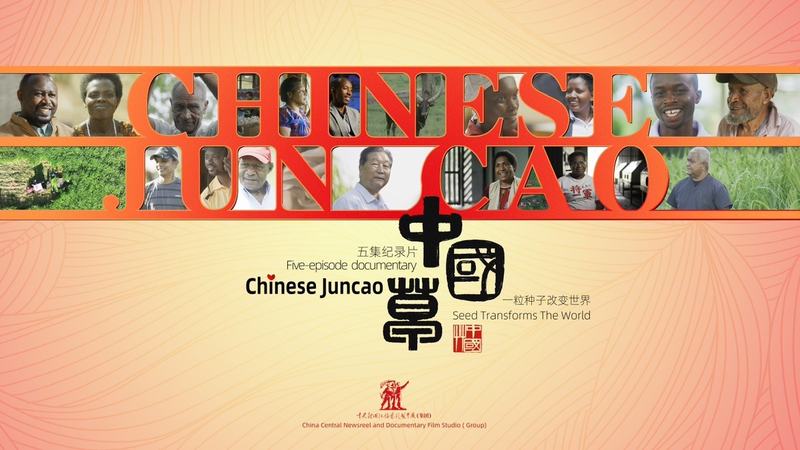 记实片《中国草》巴西播出引热议，南美多国关注中国菌草技术 — 新京报