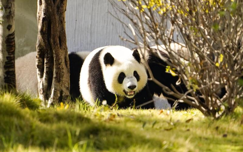 8岁娃被一生禁入熊猫基地，给做怙恃的何种开辟