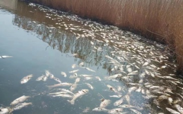企业被举报违规排污致大量鱼死亡，当地：严禁外排，正进一步调查