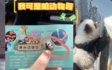 把松狮染成“熊猫犬”，动物园不带这么引流的 | 新京报快评
