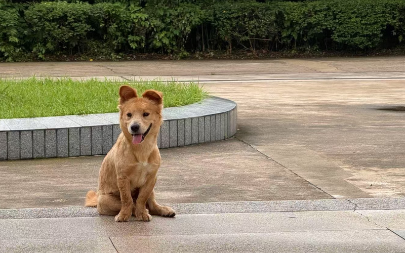 广州解禁“土狗”，提供外乡犬种呵护新思绪