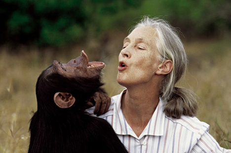 简·古道尔（Jane Goodall）和情感的人类学 - 北京的