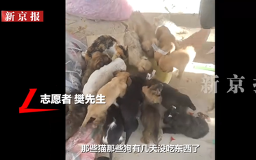 快递站旁大量幼犬幼猫被弃，生命岂能一扔了之 | 新京报快评