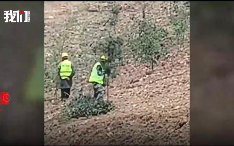 “插枝凑数”，生态呵护不容“方式主义修复”