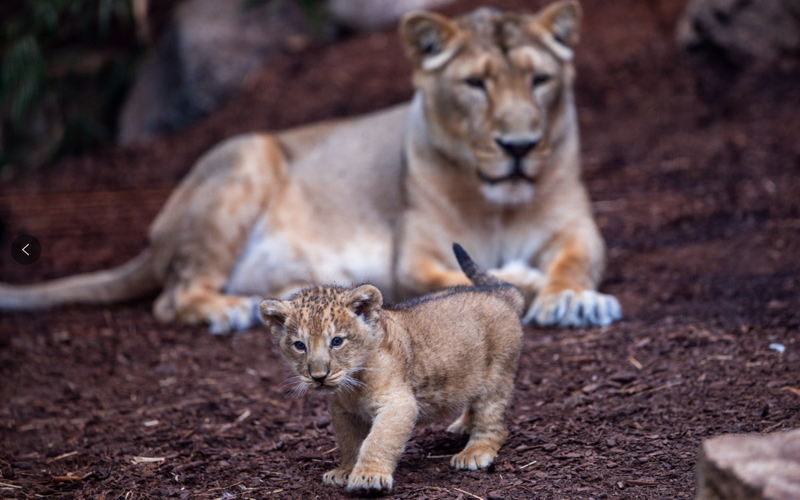 花268元可“撸狮”，迷糊了野沉闷物与宠物领土