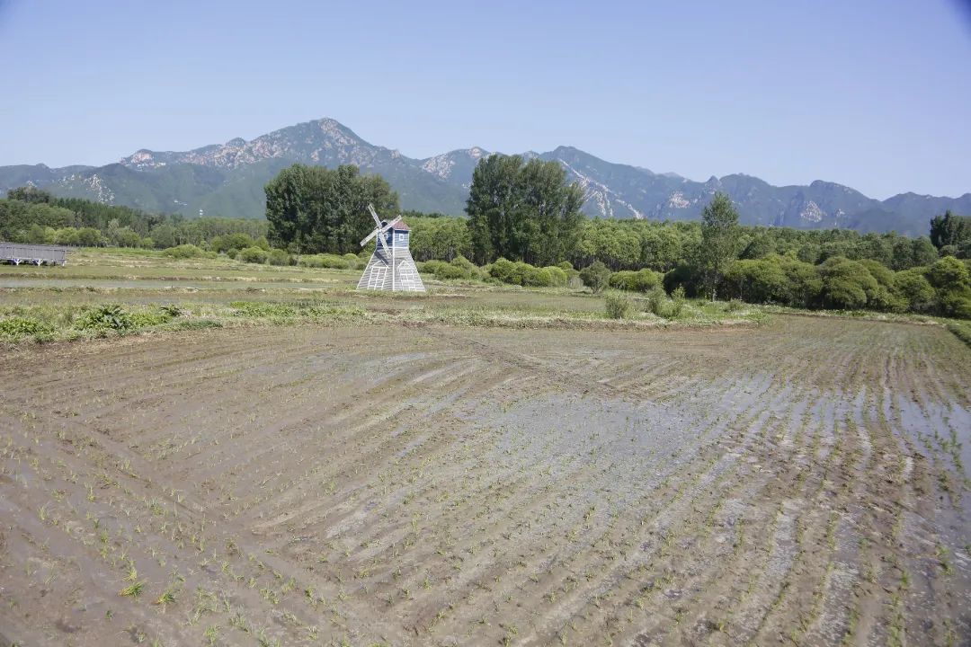 YanQing Zhangshanying镇的一百公顷受欢迎的稻田开始