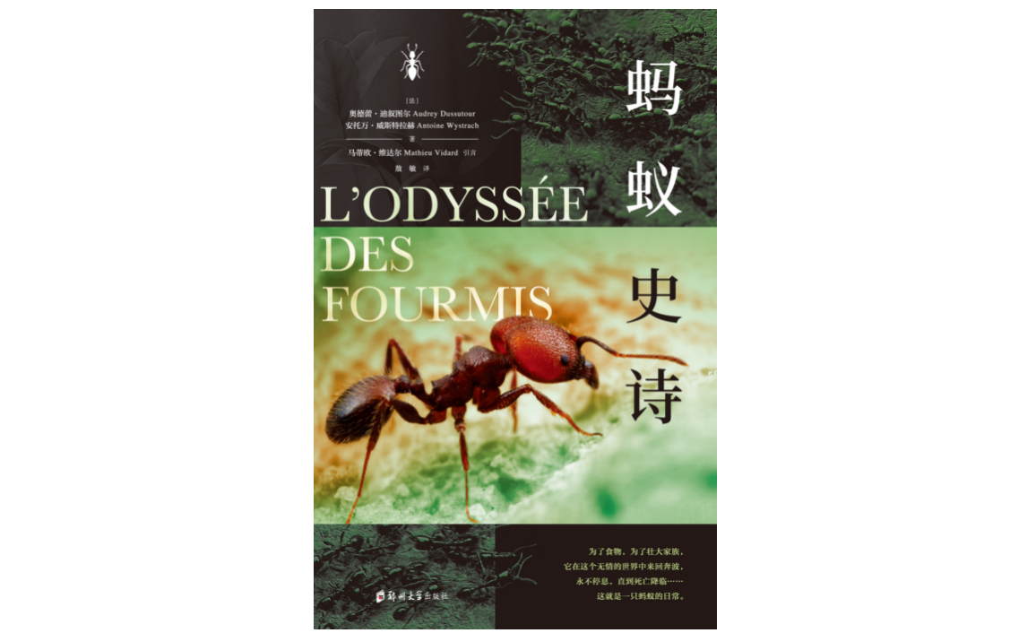 蚂蚁只能组成“偷食物”的团队？实际上，他们