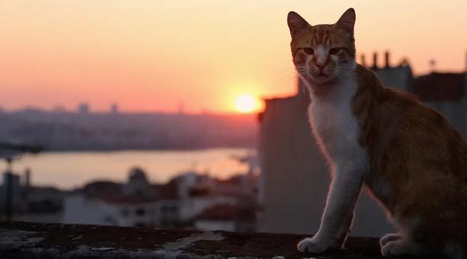 猫救援事件：一个艰难的决定和长期的十天 - 北
