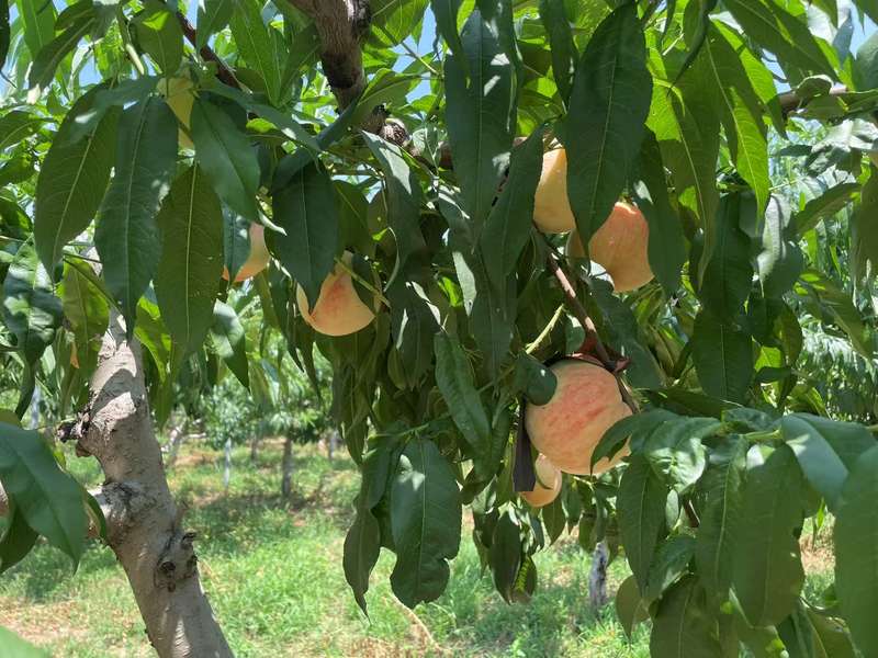 平谷山东庄镇水蜜桃进入采摘销售期，北京破费者下单当天可收货 — 新京报