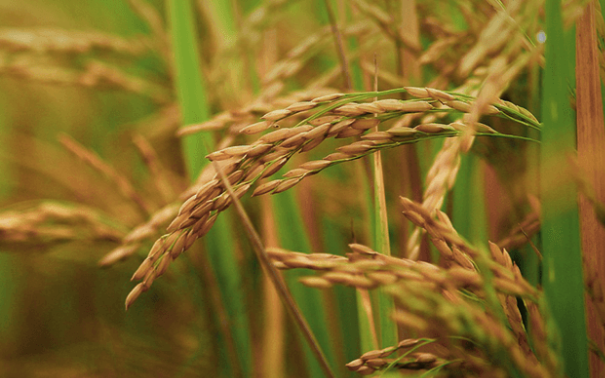 中国农业科学院的王邦：创新种植技术有助于协