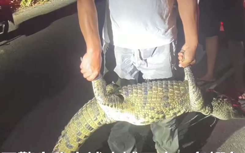 武汉捉拿5条鳄鱼，公共清静岂容随意“放生”