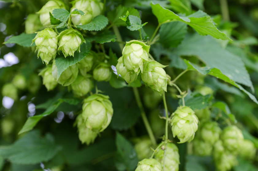 31 Hop品种植根于行业破裂的起义和肩膀 - 新闻新