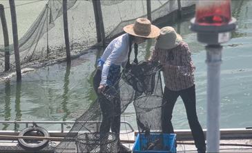 今年阳澄湖大闸蟹个头比去年大，北京消费者27日即可吃到