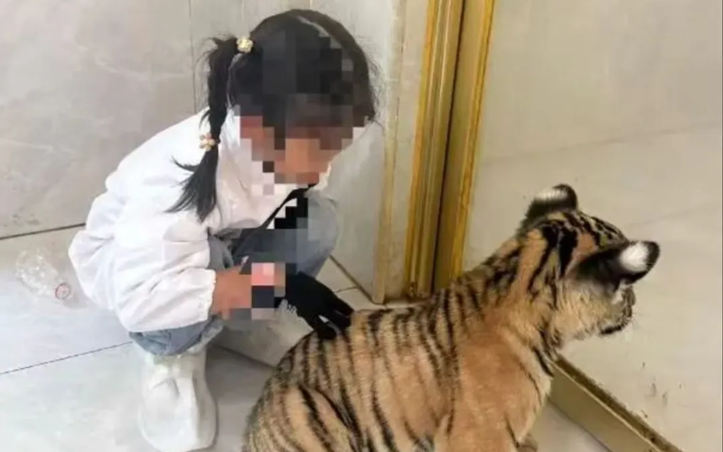 女童被幼虎咬伤，“植物零打仗”违规当罚