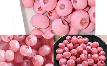 “粉色蓝莓”炒到400元一斤，电商销售种苗藏陷阱