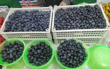 价格大跌、扩种继续，蓝莓会重蹈阳光玫瑰覆辙吗？