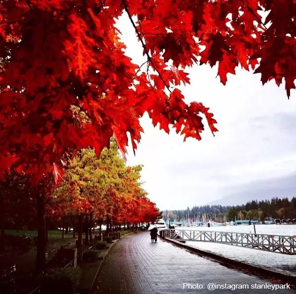 bc省:这个季节来,在温哥华有八百种赏枫方式