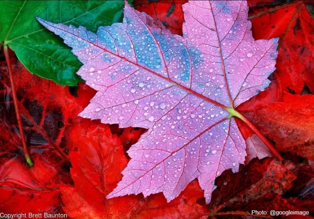 道格拉斯枫(douglas maple), 枫叶一般3-5个叶瓣,秋季会变为橙红色.