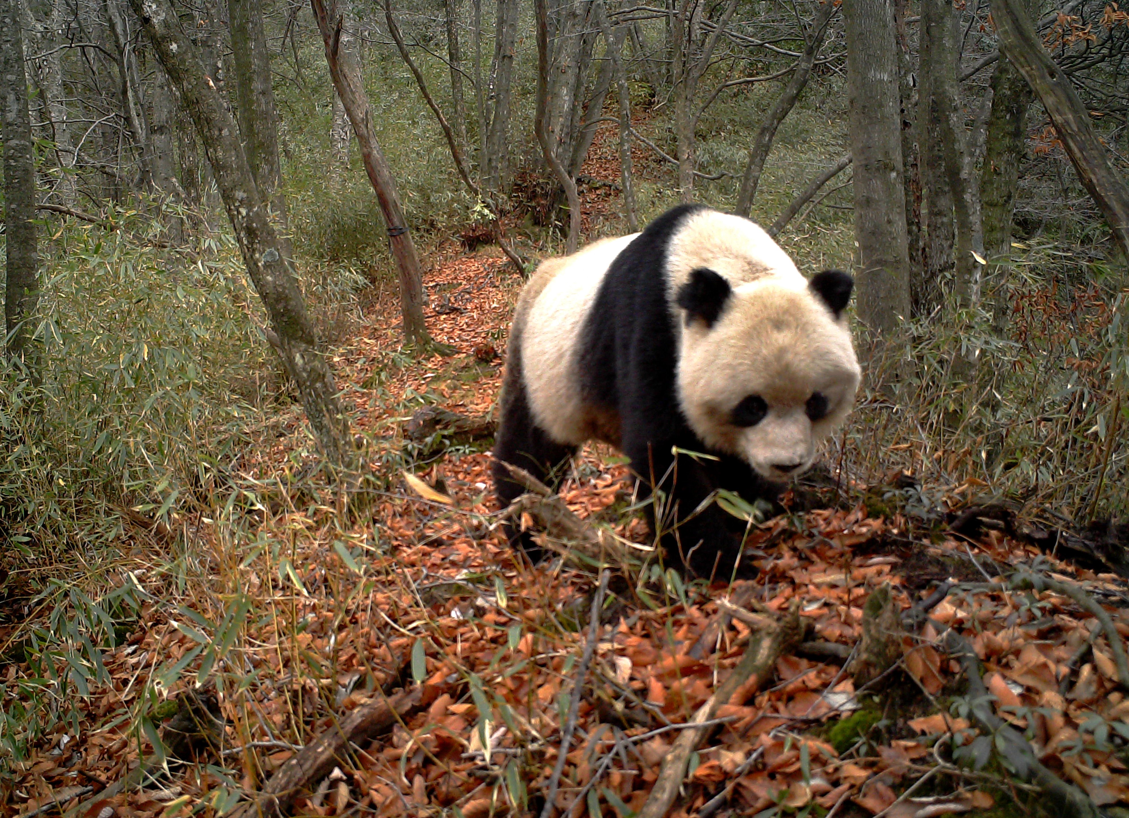 大熊猫国家公园管理局正式成立  在四川成都举行揭牌仪式
