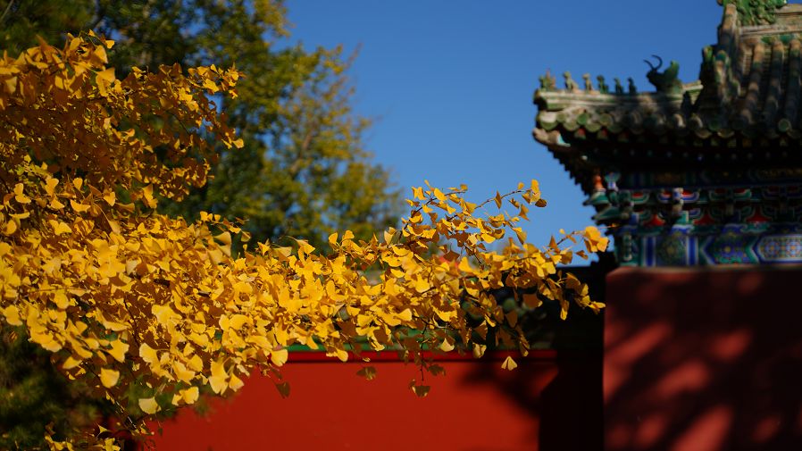 金秋时节,位于快雪堂东侧以及蚕坛南侧的银杏树挂满了金黄的树叶,吸引了大批游客进走拍照、不悦目赏。