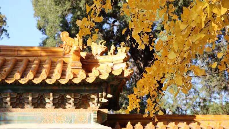 黄金大道,公园东侧南北主路赏仰仗东墙成排的银杏树颇具规模,金色的银杏叶子落在红墙黄瓦上,别有一番在皇家园林才能赏识到的韵味,秋风吹过厚厚的落叶,仿佛走在黄金路之上。