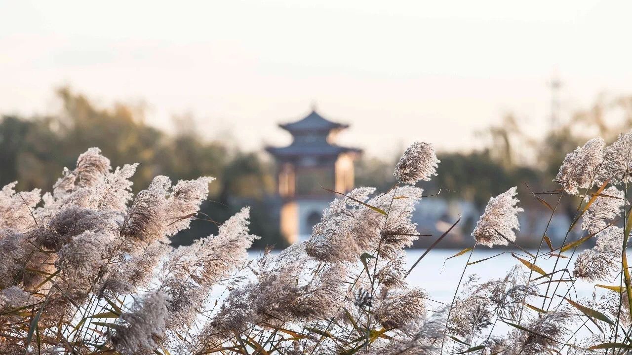 耕织图景区的高钓湖水域的芦苇景不悦目,秋风拂过,遥远斜阳洒在金黄色的树叶上,近处芦苇婀娜随风飘扬,表现别样的芦苇秋韵景不悦目。秋日残荷天鹅首舞,优雅的暗天鹅在金色的水面上悠然划水,给稳定的湖面增了一抹动态美,点缀了金色的秋日。