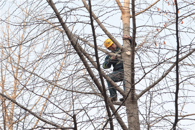 在乔木比赛区,园林养护人员爬上10余米高的银杏树