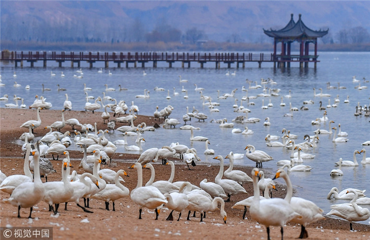 山西运城:数千只天鹅在圣天湖越冬