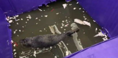 浙江金华一商场有斑海豹于污水中展演  渔业部门介入调查