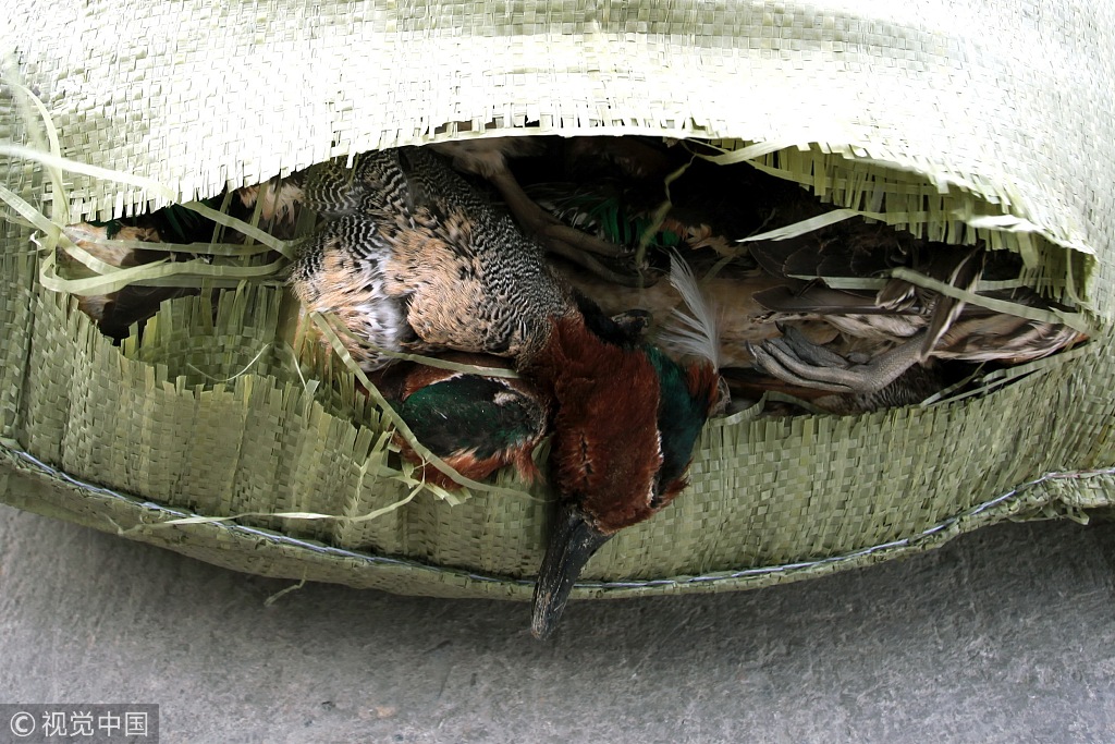 黑熊,林麝等野生动物一旦"触网"将被电流直接击穿心脏死亡,随后被盗猎