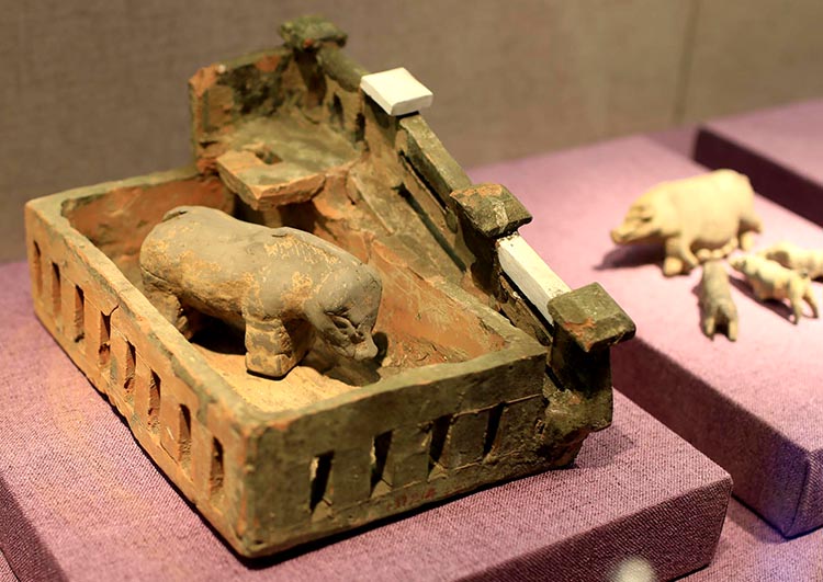 博物馆里的"生肖猪"