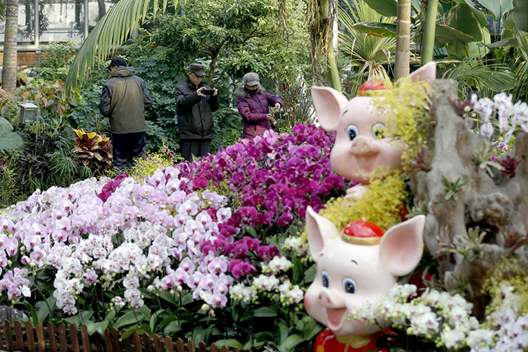 “第十五屆北京蘭花展”開幕  去植物園逛“鮮花廟會”