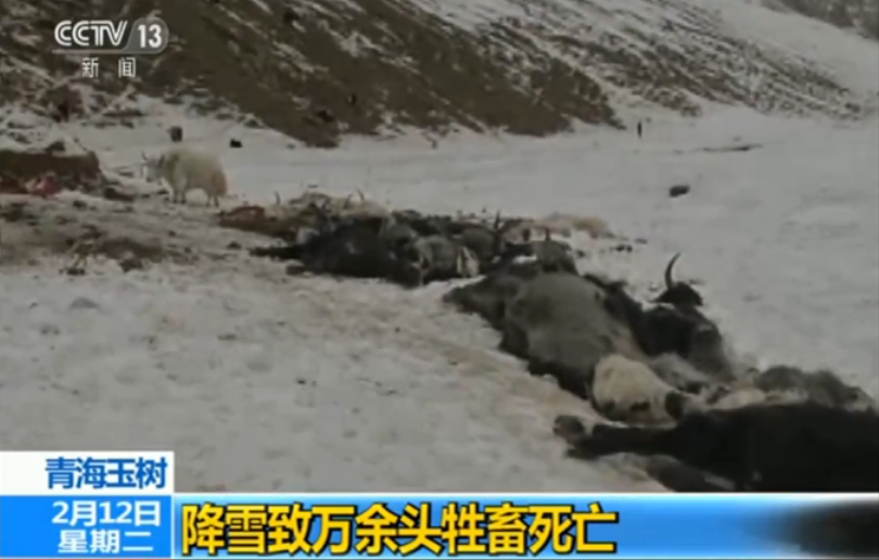 青海玉树强降雪致万余头牲畜死亡