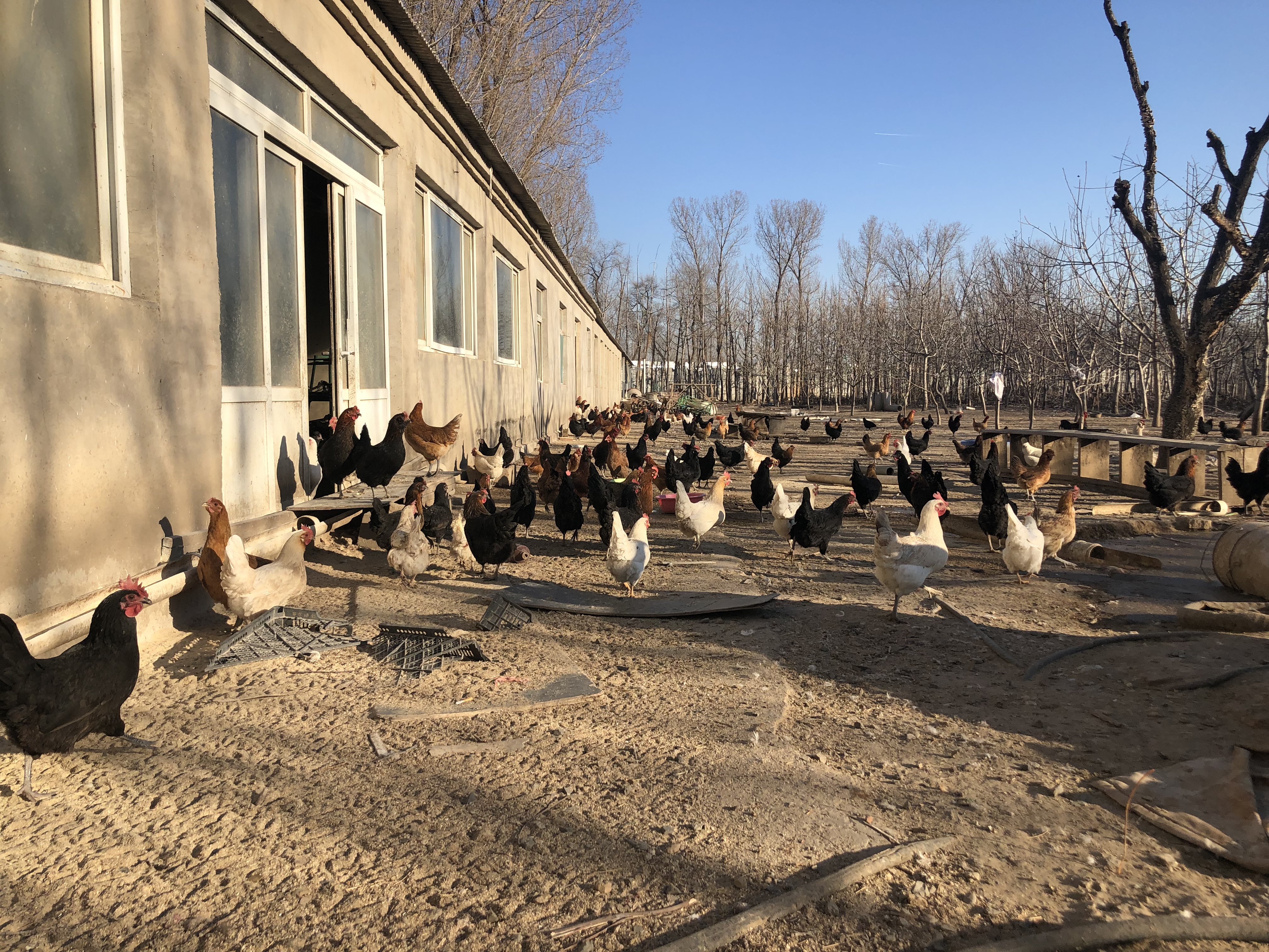 北京八零后弃影从农头一年上千斤蔬菜被迫喂鸡