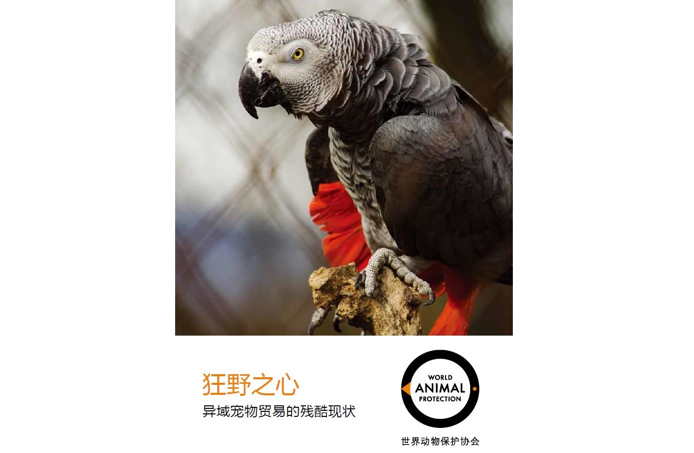 日前,世界动物保护协会发布全球首个野生动物异域宠物全球贸易报告。