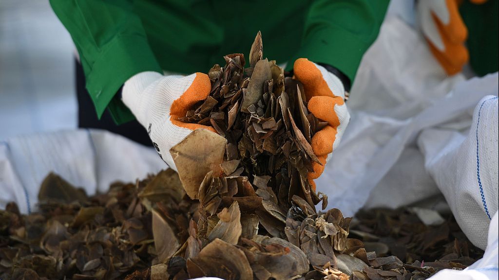 2018年12月6日,马来西亚水利、土地和自然资源部长泽维尔贾亚库玛在波德申检查马海关查获的穿山甲鳞片。图/视觉中国