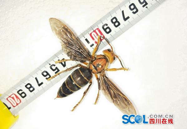 时事中国大虎头蜂常常被人们叫做大黄蜂或大马蜂,是世界最大的胡蜂科