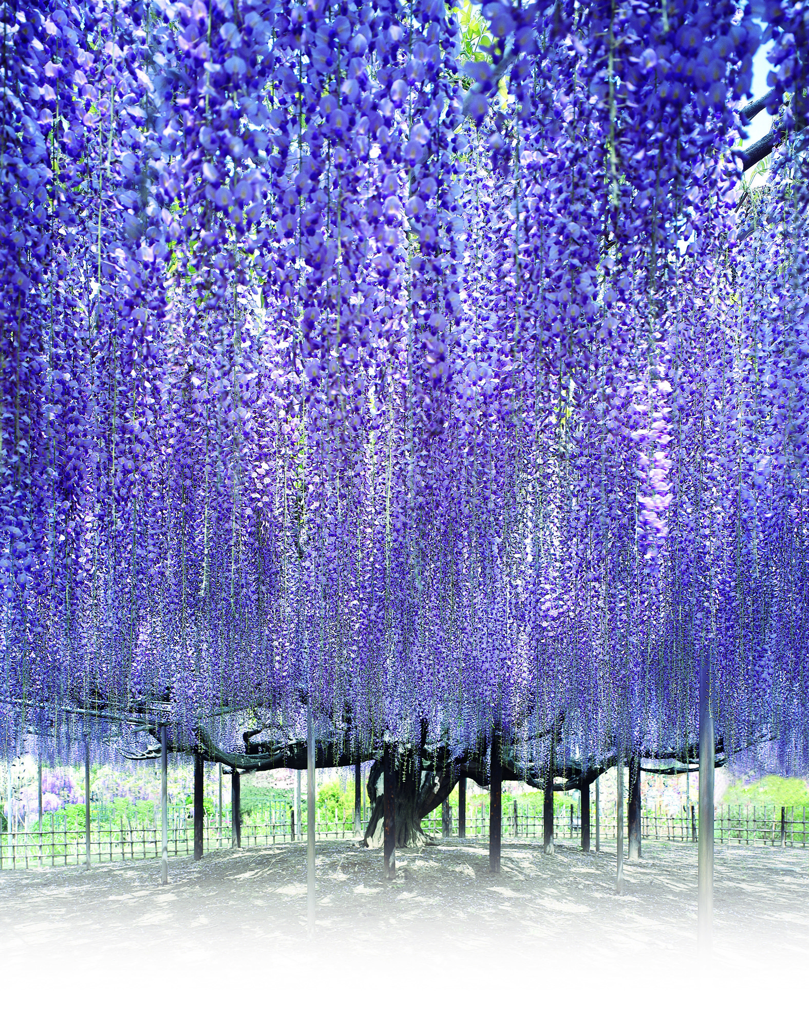 紫藤花一年四季的变化图片