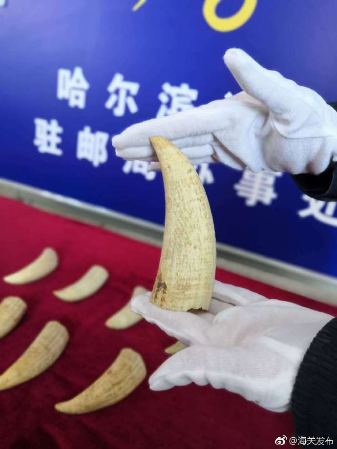 哈尔滨海关在进境邮件中连续查获濒危鲸鱼牙齿
