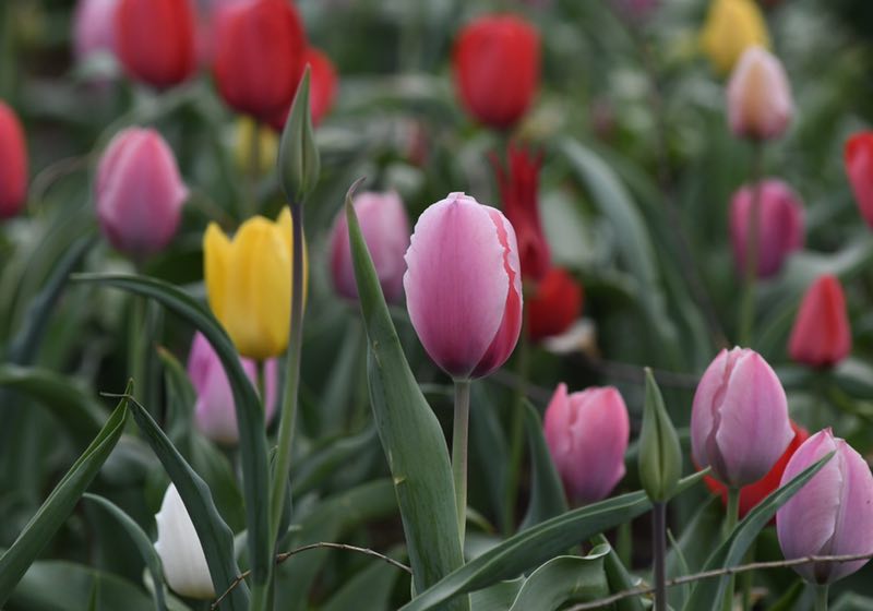 3月28日,北京国际鲜花港,部分郁金香已开放。摄影/新京报记者 吴宁