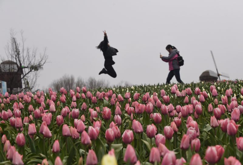 游客在花海中拍照留念。摄影/新京报记者 吴宁