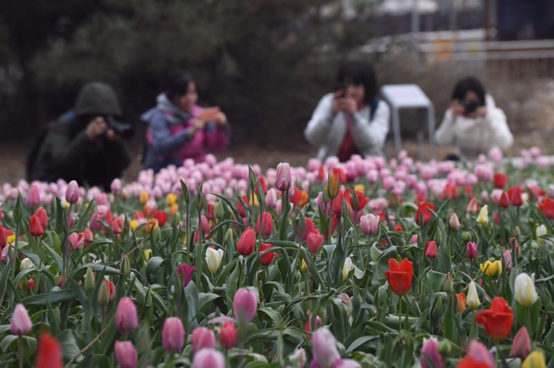 游客在花海中拍照留念。摄影/新京报记者 吴宁