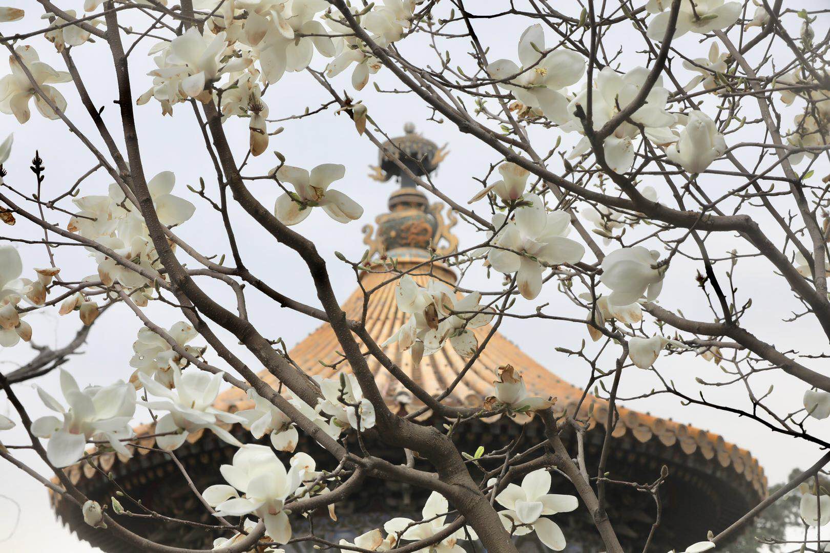 最是一年春好处寻花赏花紫禁城