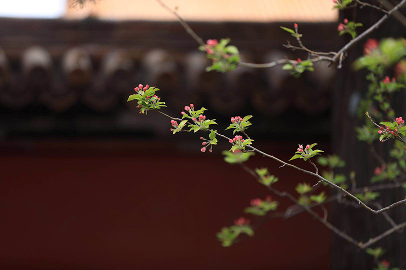 建福宮花園,一朵桃花靜悄悄綻放.