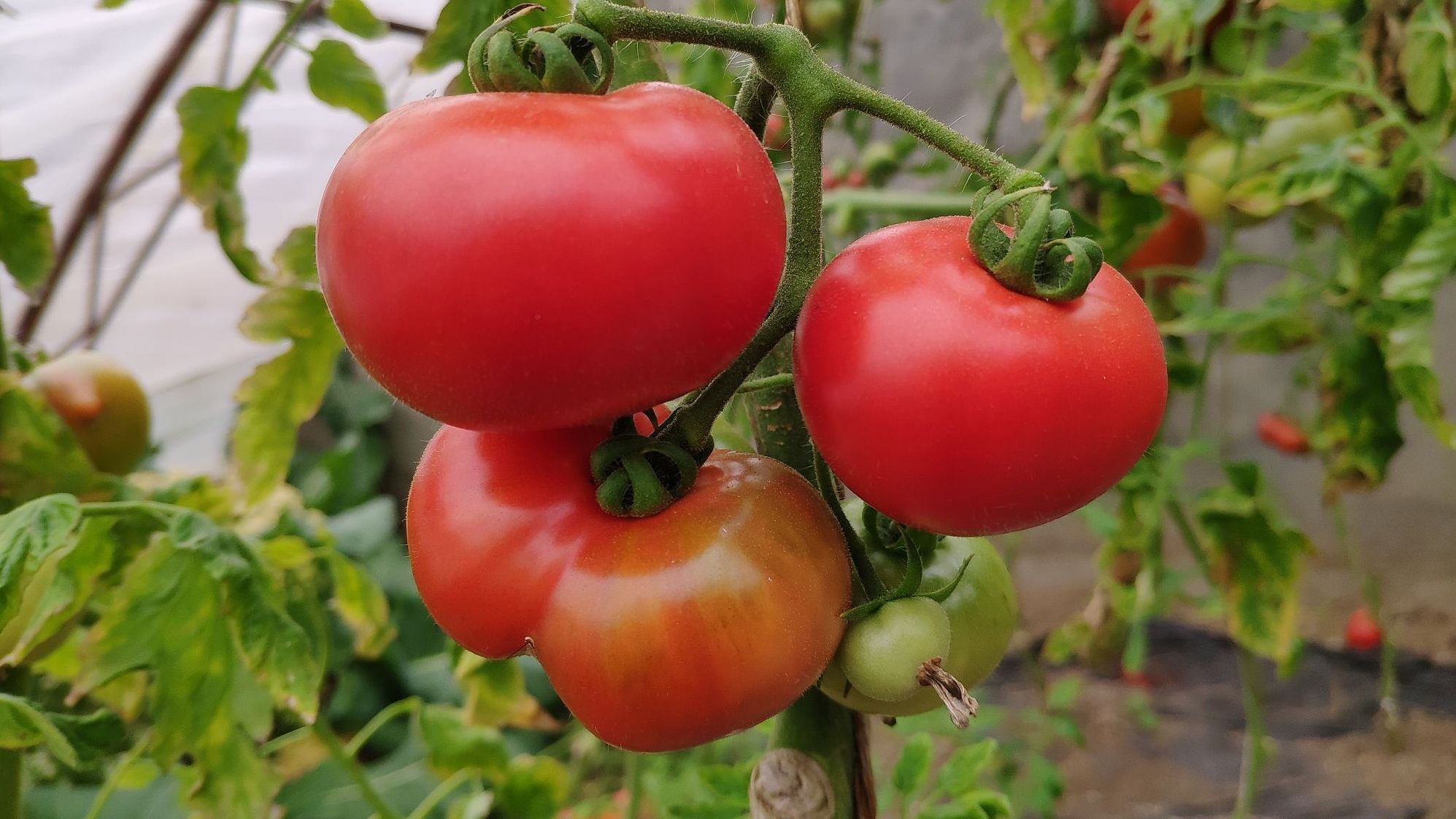 没成熟的青西红柿 看上去不熟的小西红柿_华夏智能网