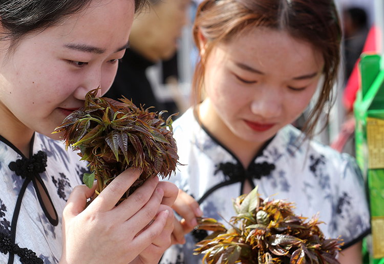 吃香椿 看桃花海 平谷香椿文化节开幕