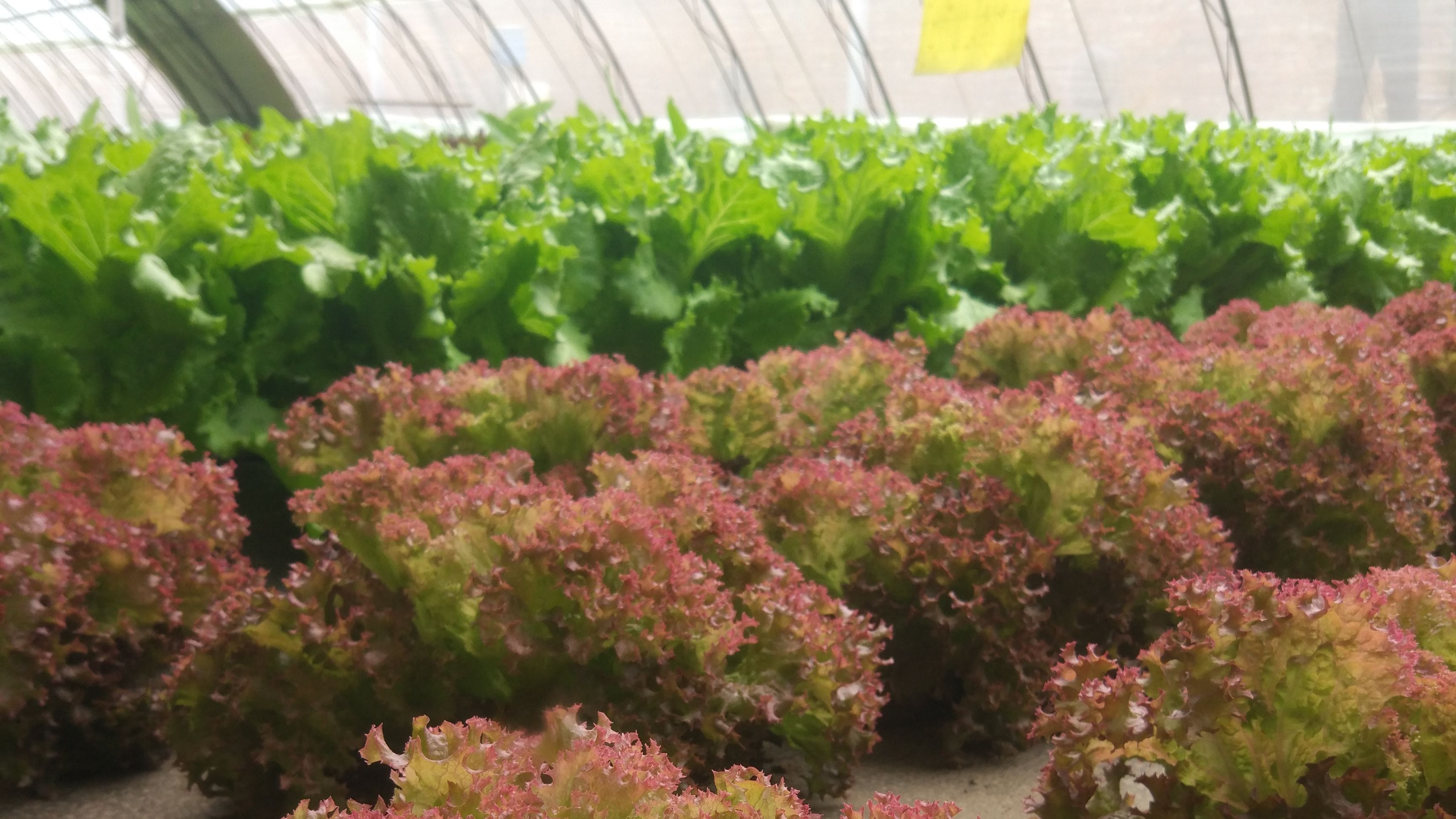 记者在位于昌平马池口的蔬菜种植基地看到,温室内,一畦畦生菜生长旺盛