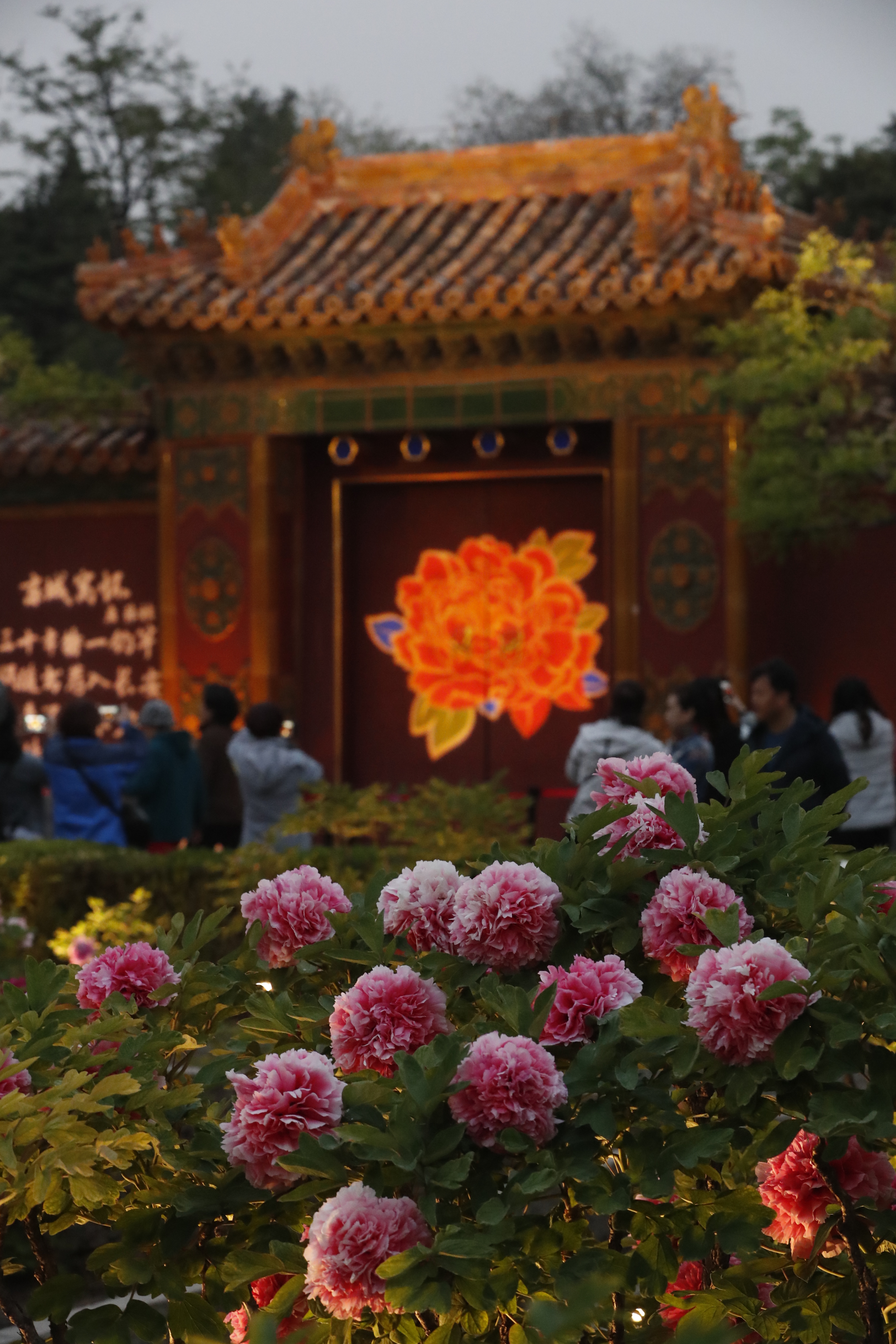 周末来景山夜赏牡丹,红墙投影,夜光国画成"光影幻境"