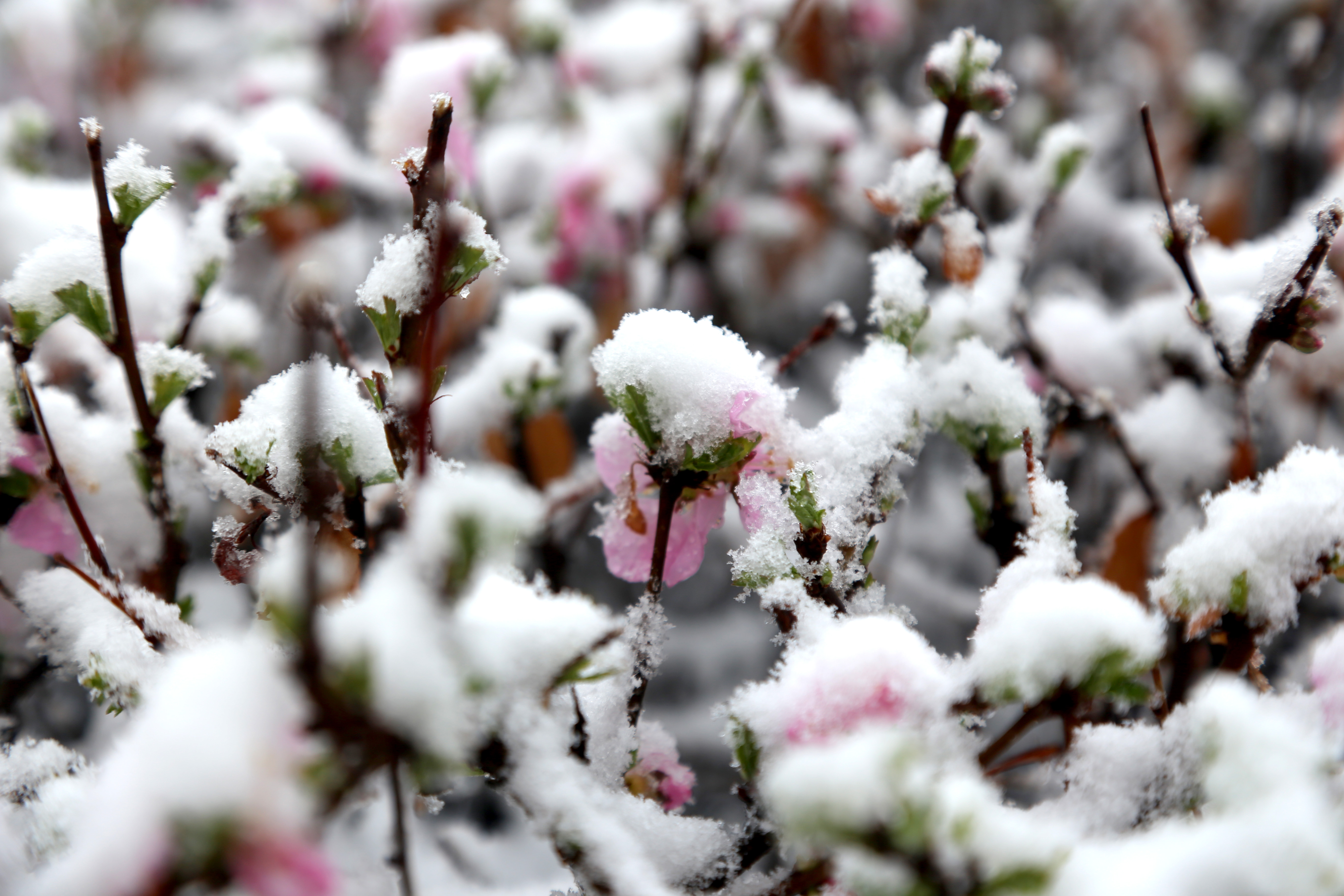 塞外飞雪 张承披银